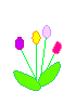 Animated colorful tulips